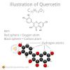 Quercetin and Allergies