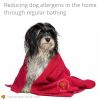 Allergic to Dogs Prevention | Practical Tips and Advice