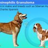 Eosinophilic Granuloma Complex and Canine Eosinophilic Granuloma