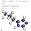 Histamine and Allergies