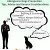Allergies in Dogs Prevention | Tips, Advice and General Considerations
