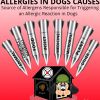 Allergies in Dogs Causes