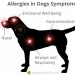 Allergies in Dogs Symptoms - Airways, Gastrointestinal, Nasal and Emotional Well-Being