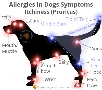 Allergies in Dogs Symptoms - Itchiness (Pruritus)