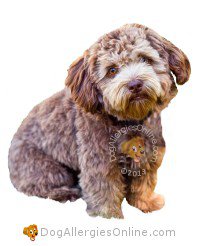 Allergy Friendly Hybrid Dogs - Schnoodle