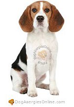 Allergy Prone Dog Breeds Beagle
