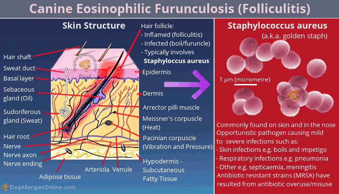 Canine Eosinophilic Furunculosis (Folliculitis)