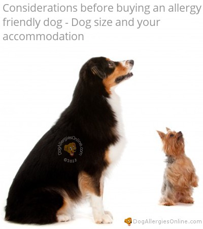 Considerations Before Buying an Allergy Friendly Dog - Dog Size
