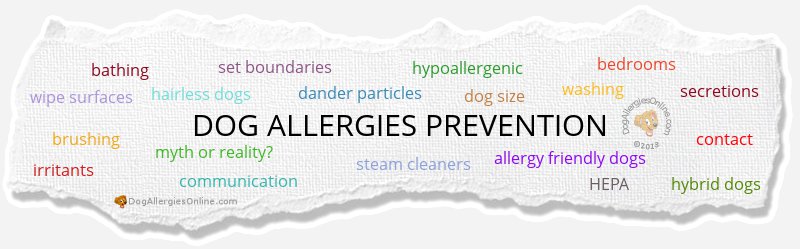 Dog Allergies Prevention