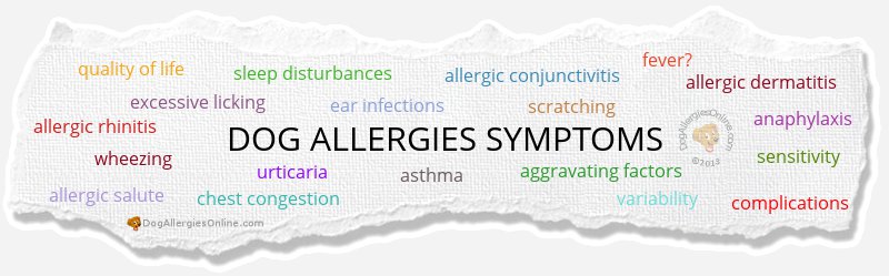 Dog Allergies Symptoms