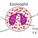 Eosinophilic Conditions Affecting Dogs