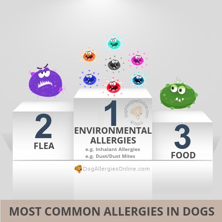 Most Common Allergies in Dogs - Facts and Statistics