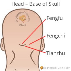 Nasal Congestion, Sinus Pressure and Acupoints - Head Base of Skull
