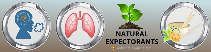 Natural Expectorants and Allergies