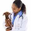 Allergy Friendly Dog Care | General, Preparation and Feeding 