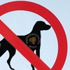 Allergic to Dogs Prevention | Communication, Boundaries and Other Considerations