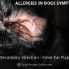Allergies in Dogs Symptoms | Secondary Infections, Hot Spots and Lick Granulomas